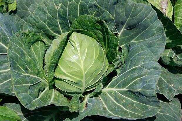 20 продуктов, сжигающих жиры и регулирующих обмен веществ 20 продуктов, сжигающих жиры и регулирующих обмен веществ