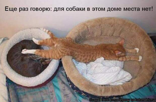 Подборка прикольных котоматриц