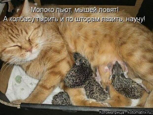 Свежая котоматрица (33 фото)