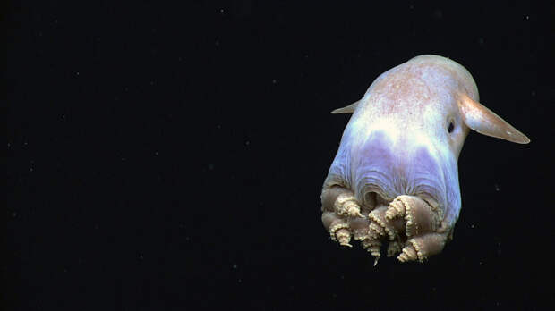 сьминог Дамбо является глубоководным жителем, обитающим на глубине от 100 до 5 000 метров, хотя некоторые виды были обнаружены на глубине 7 000 метров. Это самая глубокая точка для глубоководных моллюсков. животные, море, океан, природа, рыба