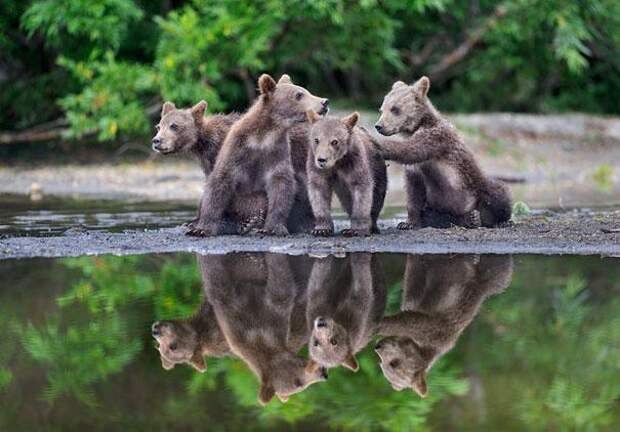фотографии медвежат николай зиновьев 