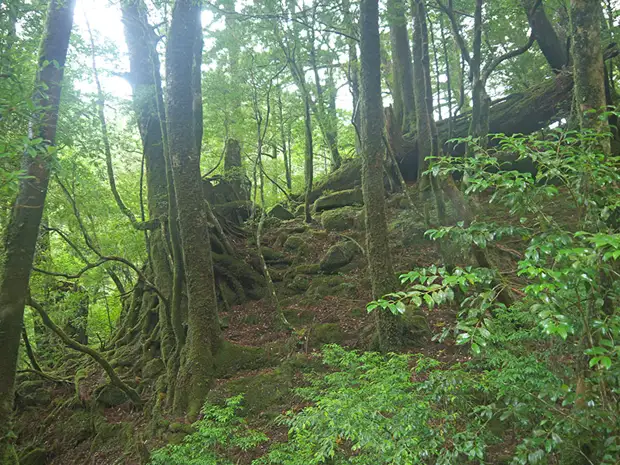 , , , , yakushima, , yakusugi land, , , , , , ,