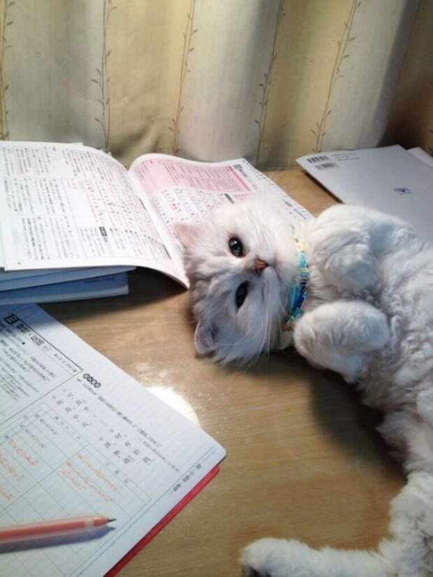 Навязчивые питомцы