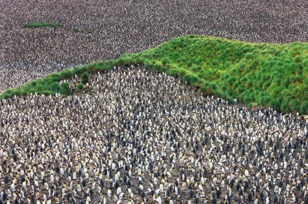 Царство королевских пингвинов в долине Солсбери-Плейн, остров Южная Георгия. красота, планета, природа, фото