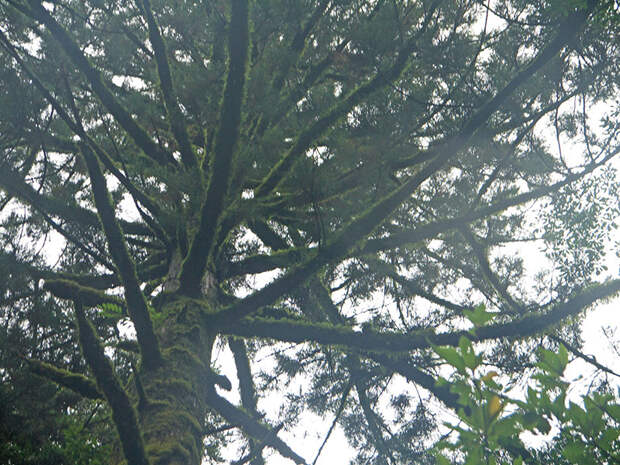 Япония, Якусима, остров, якушима, yakushima, лес, yakusugi land, кедр, мох, поход, зеленый, дерево, гигантский