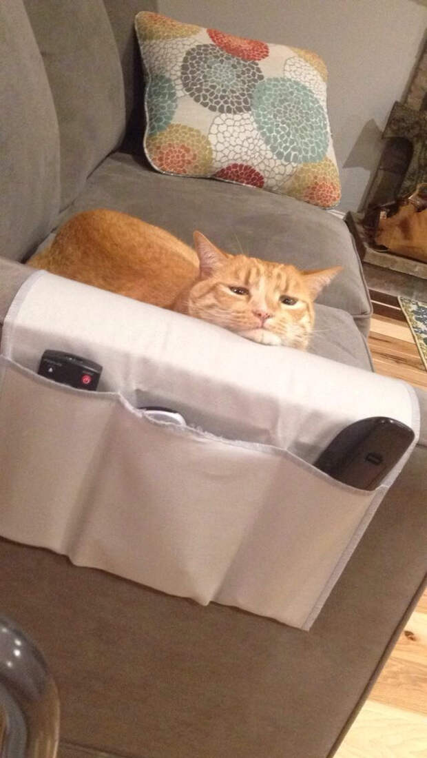 кошка на диване