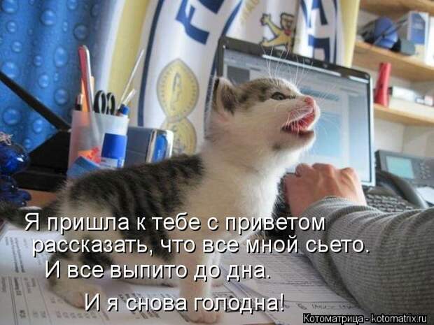 Клёвые отрывные котоматрицы (30 фото)