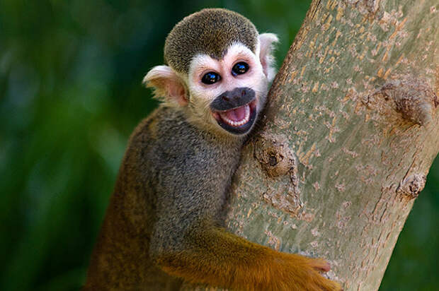 счастливая обезьяна