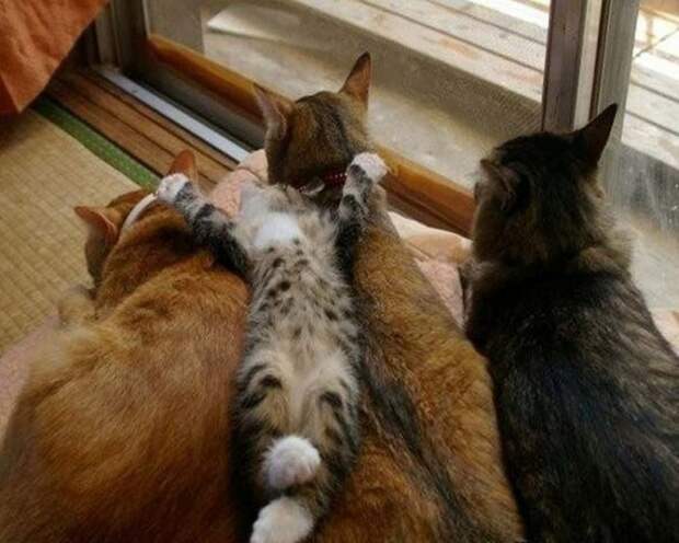 Коты, которые постигли искусство полного расслабления животные, кот, расслабон