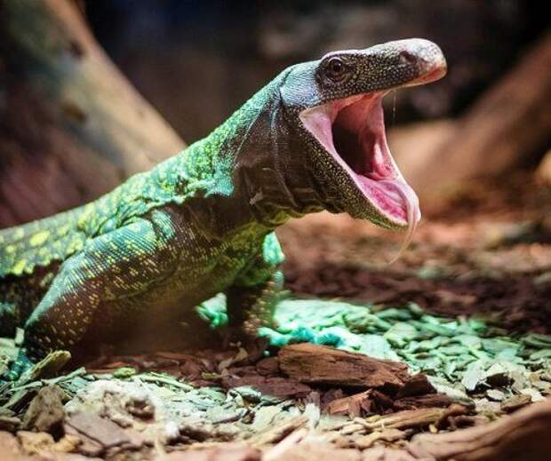 Очаровательные фотографии зевающих животных