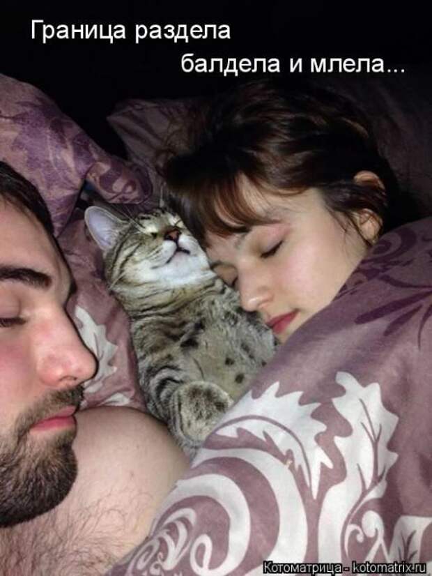 Котоматрицы (картинки с надписями)
