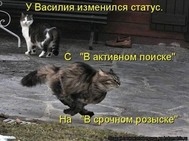 1416587820_kotomatricy-91