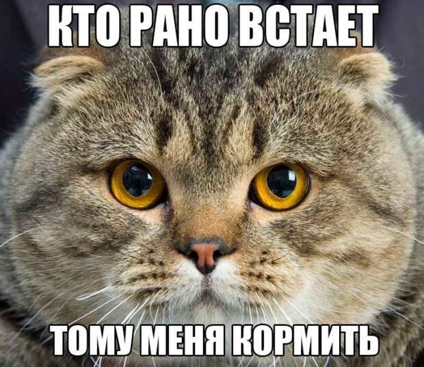 Прикольные и смешные фото девушки, животные, коты, прикол, юмор