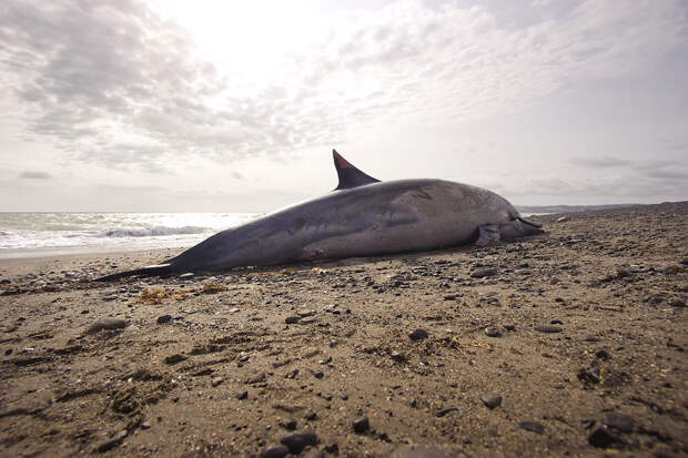 Более сотни погибших дельфинов нашли на побережье Краснодарского края