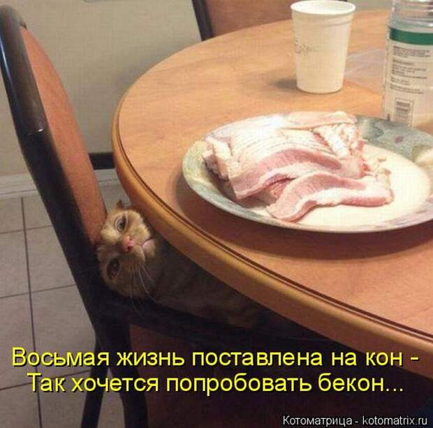 Лучшие котоматрицы недели (50 фото)