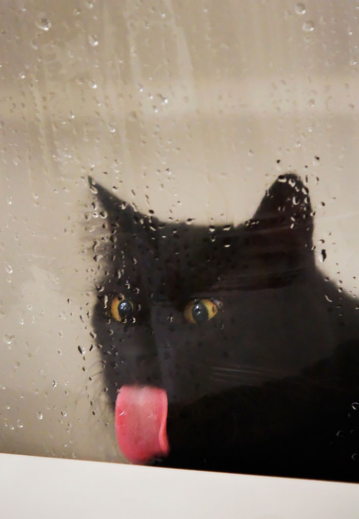 25 животных, которые лижут окна — и крадут наши сердца!