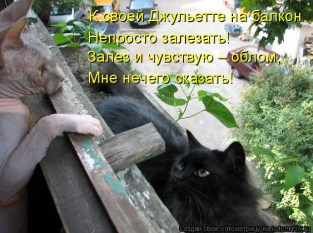 Новая котоматрица на Бугаге (31 фото)
