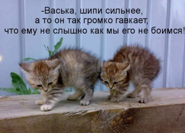 Котоматрица юморная (38 фото)