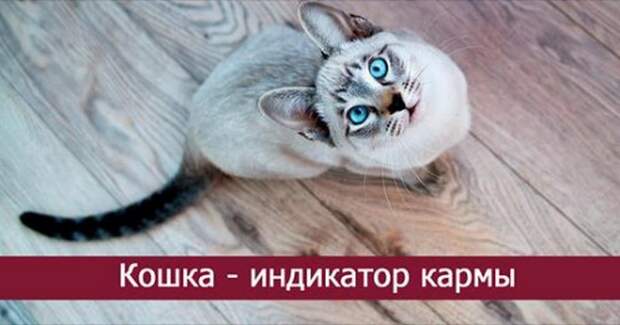 Кошка — индикатор кармы