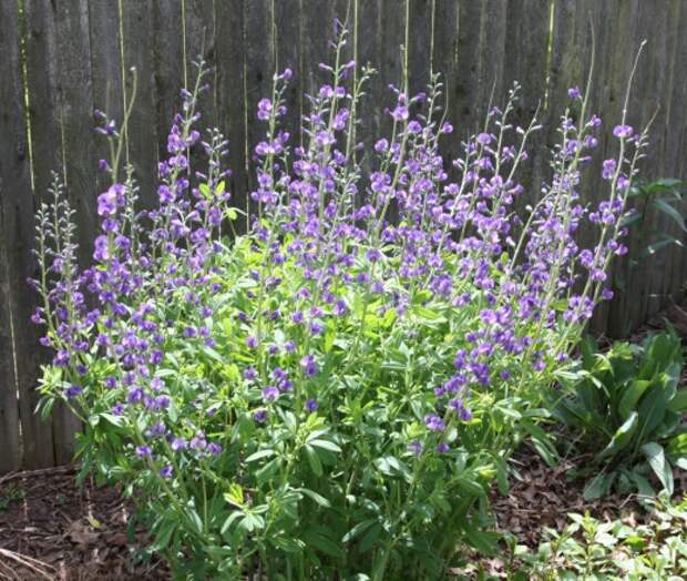 Баптизия южная (Baptisia australis) Баптизия южная (Baptisia australis)