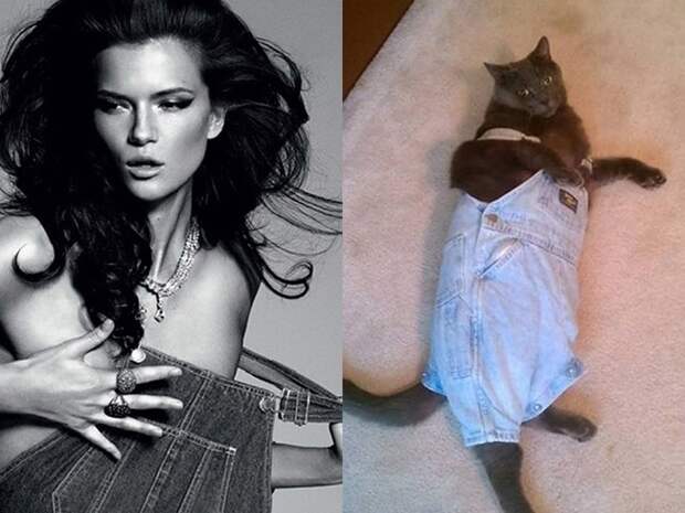 коты воссоздают фотографии, коты кошки фотографии моделей, коты повторяют фото моделей
