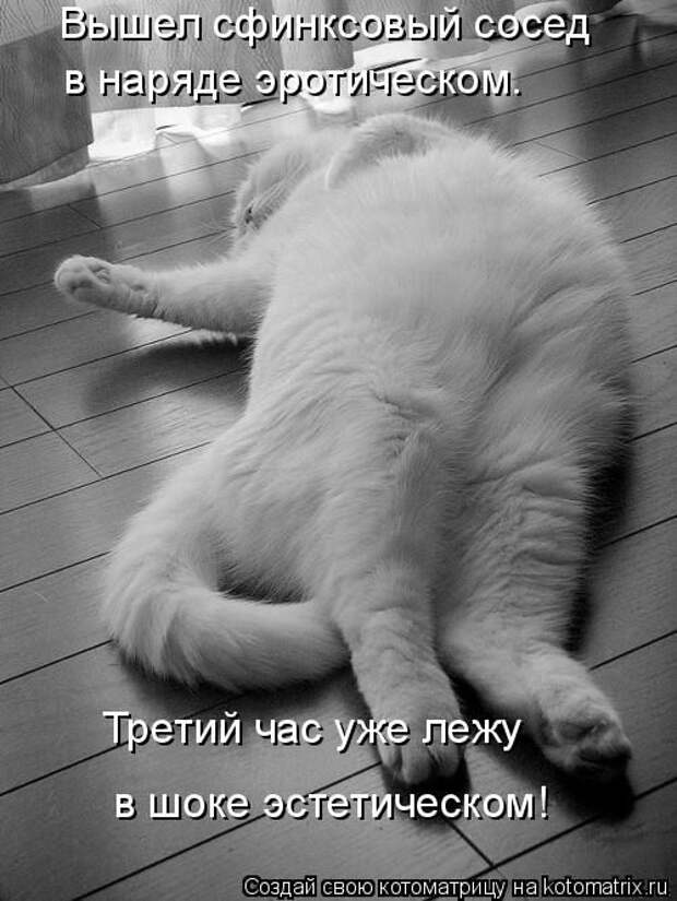 Лучшие котоматрицы недели