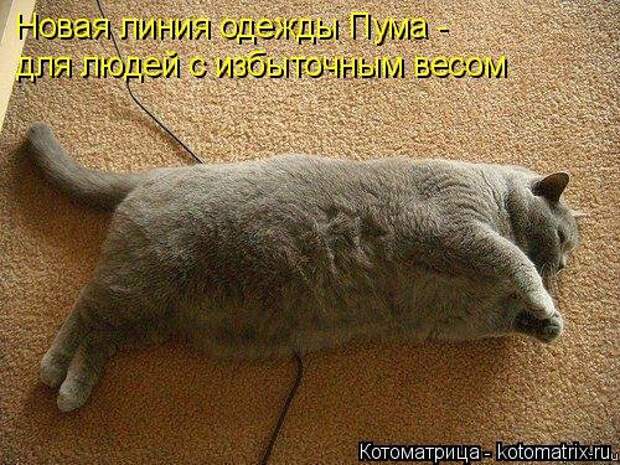 Свежая котоматрица для хорошего настроения (31 фото)