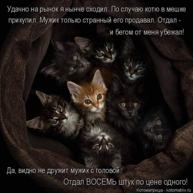 Лучшие котоматрицы недели