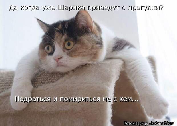 Лучшие котоматрицы недели