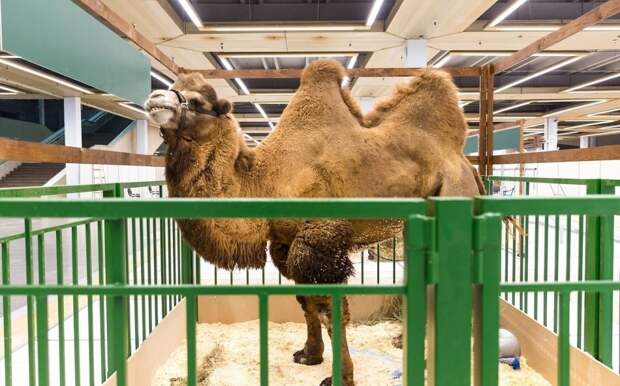 Вес верблюдицы составляет 1000 кг / Фото: vdnh.ru
