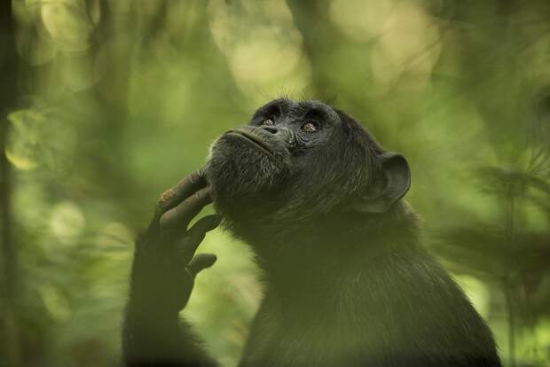 Шимпанзе в лесу Кибале, Уганда. Фотограф - Ингрид Векеманс Sony World Photography, Sony World Photography Awards 2018, лауреаты, лучшие фото, лучшие фотографии, победители, победители конкурса, фотоконкурс
