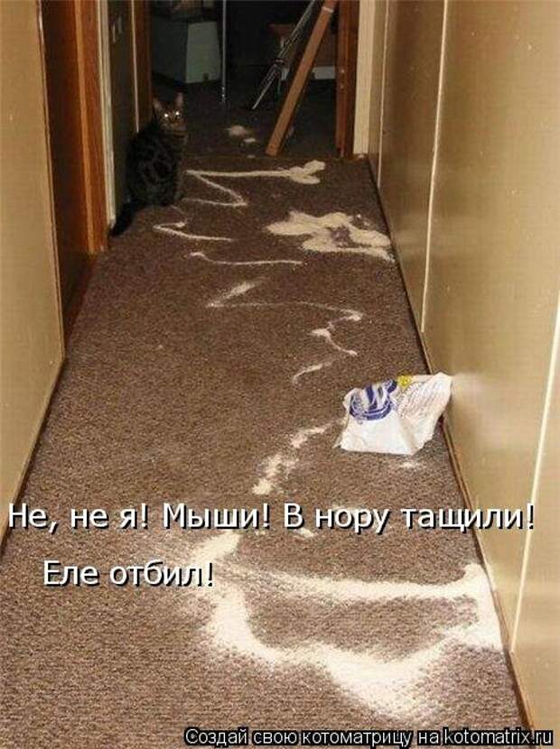 Свежая котоматрица для хорошего настроения (31 фото)
