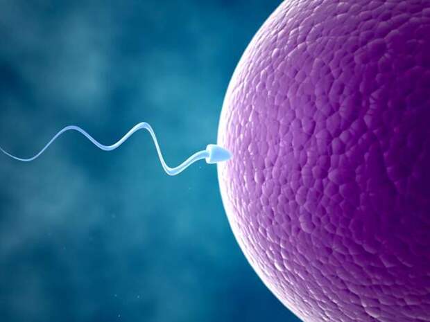 Русские ученые выяснили тайну плывущих против течения сперматозоидов