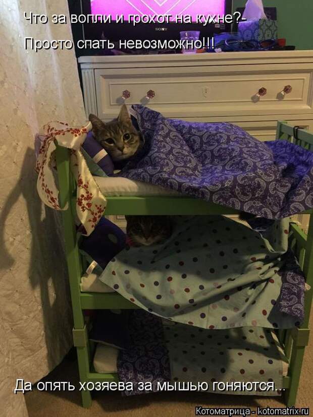 Котоматрица: Что за вопли и грохот на кухне?- Просто спать невозможно!!! Да опять хозяева за мышью гоняются...