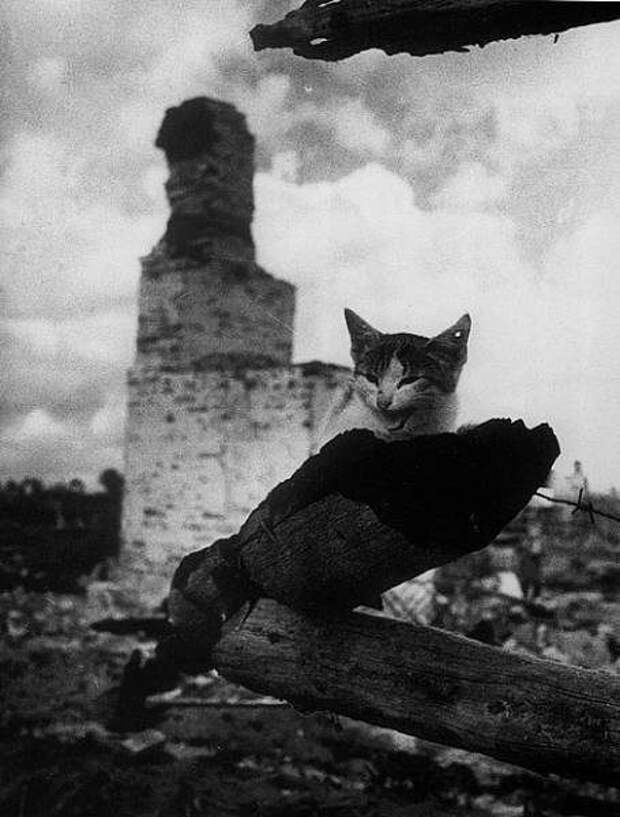 Котам Ленинграда война, история, коты, ссср, факты