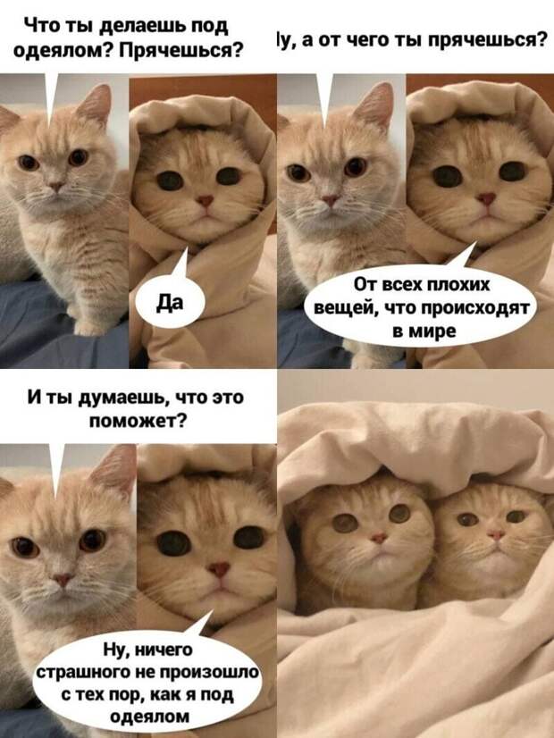 Самые удачные котомемы Рунета Самые удачные котомемы Рунета