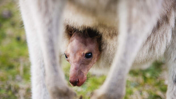 В Московском зоопарке родился детёныш кенгуру