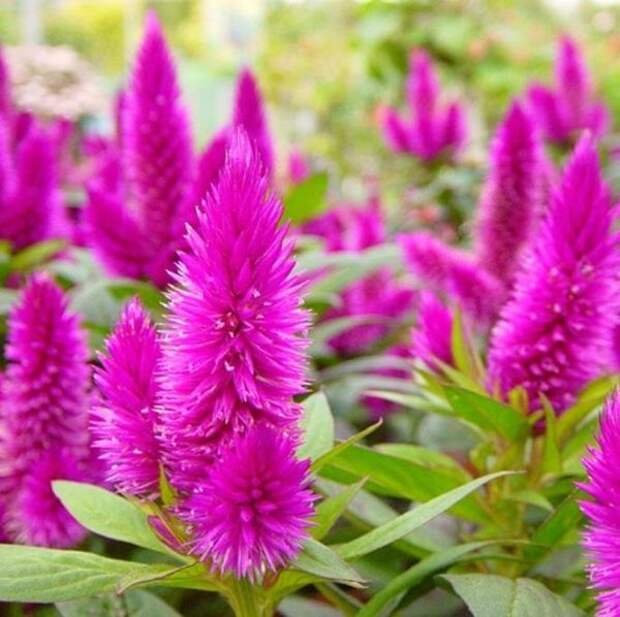 целозия колосовидная целозия колосовидная