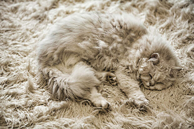 кошка маскируется 