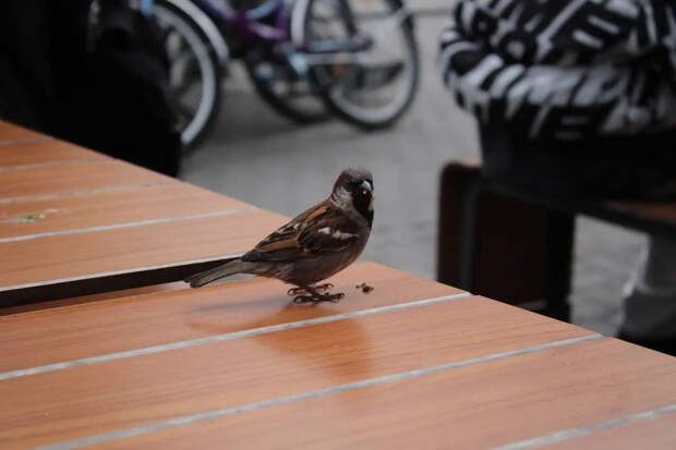 Орнитологи пересчитали воробьёв в России