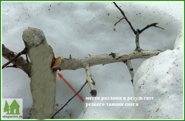Как восстановить яблоню