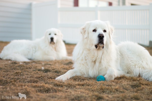 Great Pyrenees