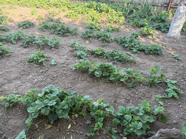 Не трогайте удобрения до мая: три апрельских дела, после которых клубника завалит ягодами