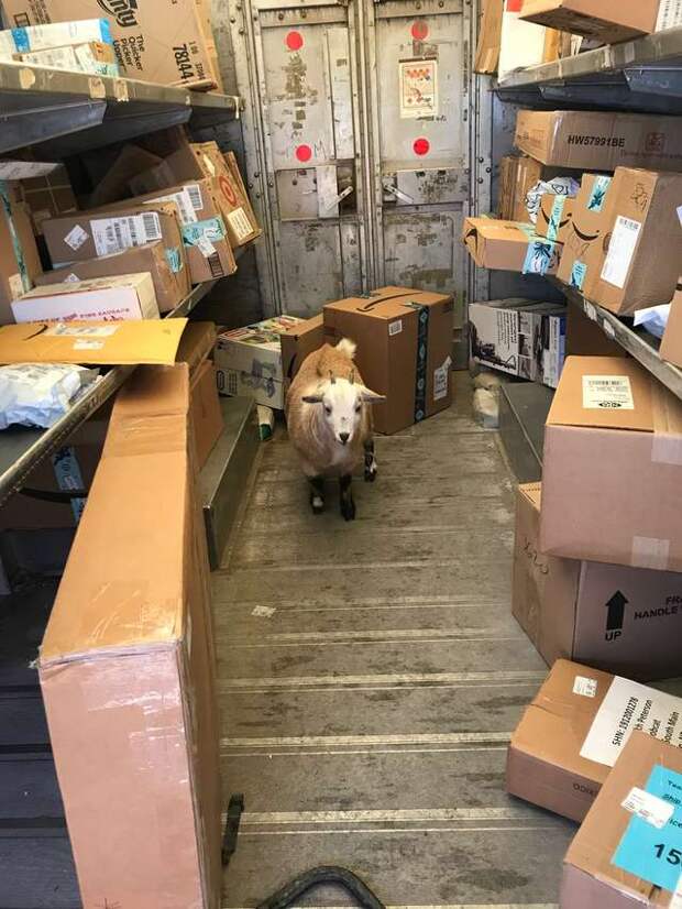 коза в гараже
