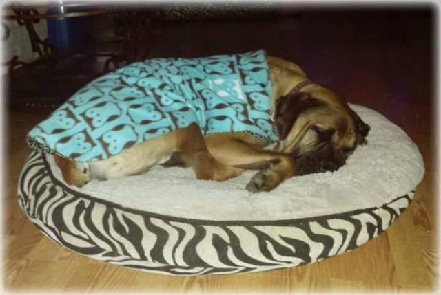 This week on Meet the Giants, we're talking about the Boerboel! Read more for tons of fabulous breed information!