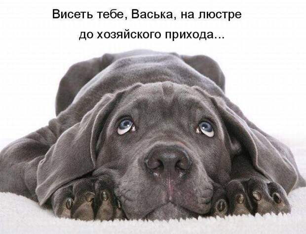 Смешные картинки про собак Смешные картинки про собак