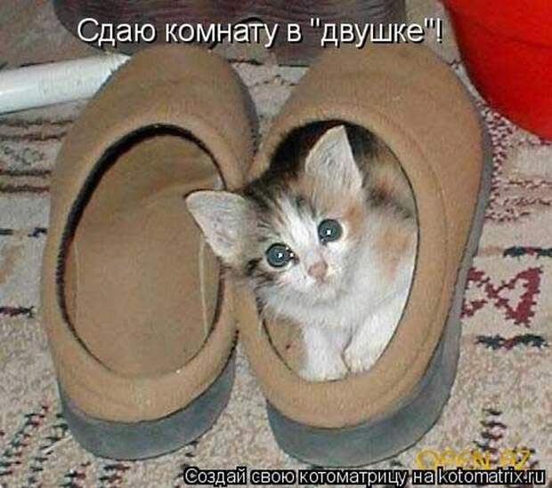 Лучшие котоматрицы недели