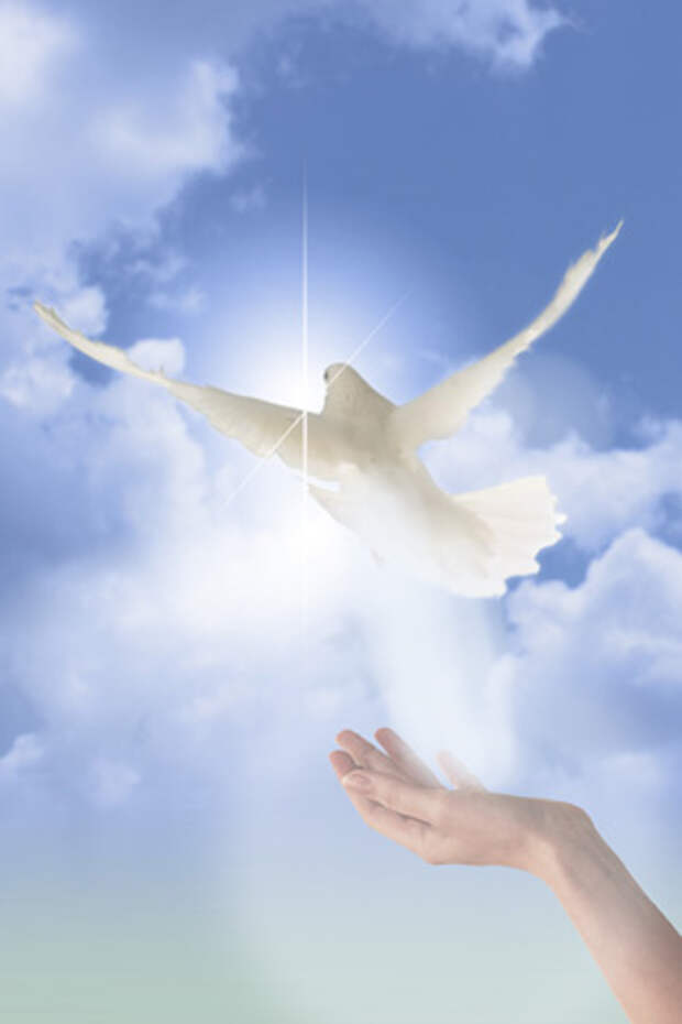 http://img1.liveinternet.ru/images/attach/c/2/69/605/69605255_reiki_peaceful_spirit_dove.jpg