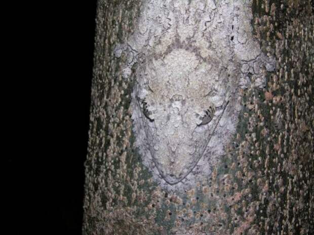 camouflaged_animals_24
