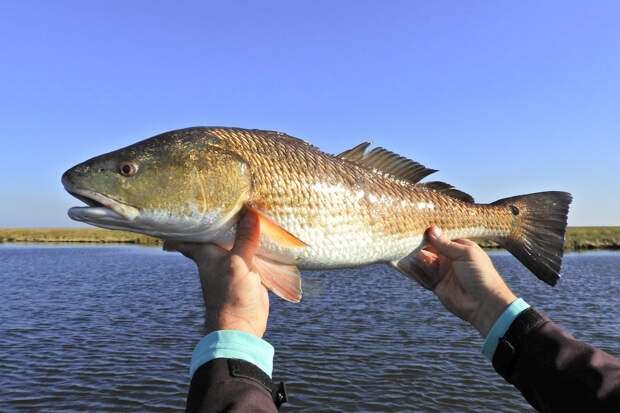 Рыбак поймал самого крупного горбыля за 33 года и лишился рекорда